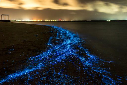 bioluminiscence