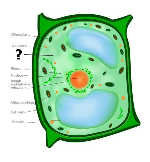 cytoplazma