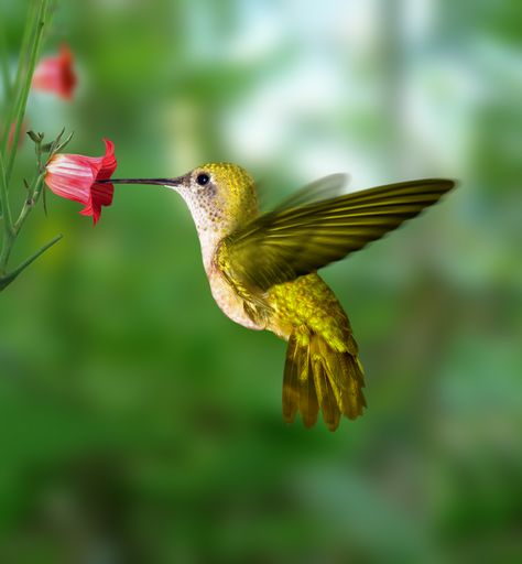 kolibrik